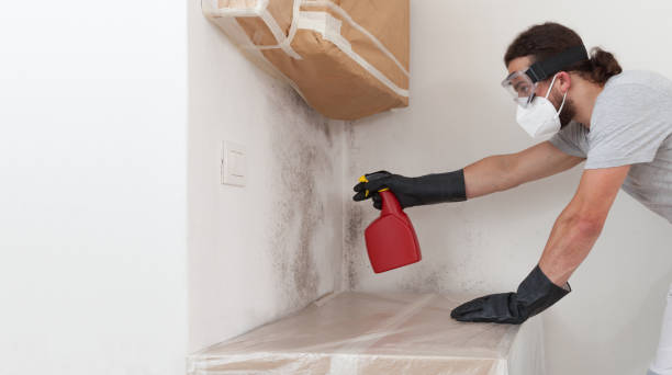 Professional Black Mold Remediation technician working in Jamaica Plain, MA