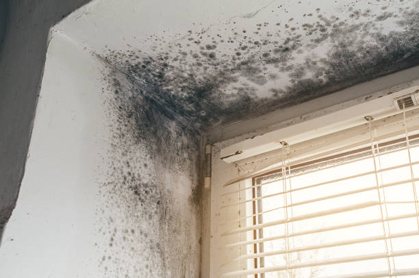 Affordable Black Mold Remediation solutions in Jamaica Plain, MA